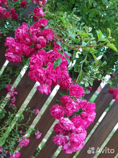 Роза плетистая