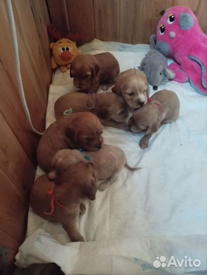 Щенки спаниеля