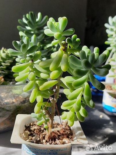 Суккуленты