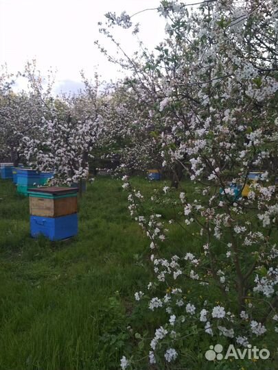 Натуральный лесной мед разнотравье с личной пасеки