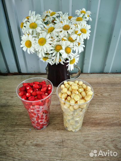 Рассада земляники: красной и белой