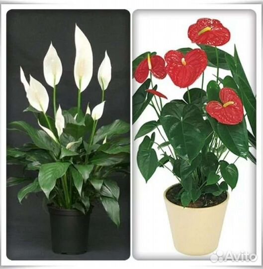 Комнатные цветы антуриум