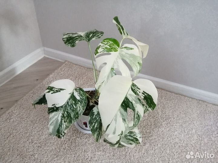 Монстера Альба