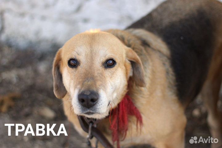 Собака в добрые руки