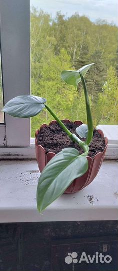 Филодендрон