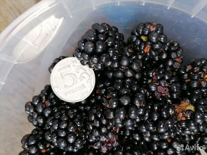 Саженцы ежевики и малины