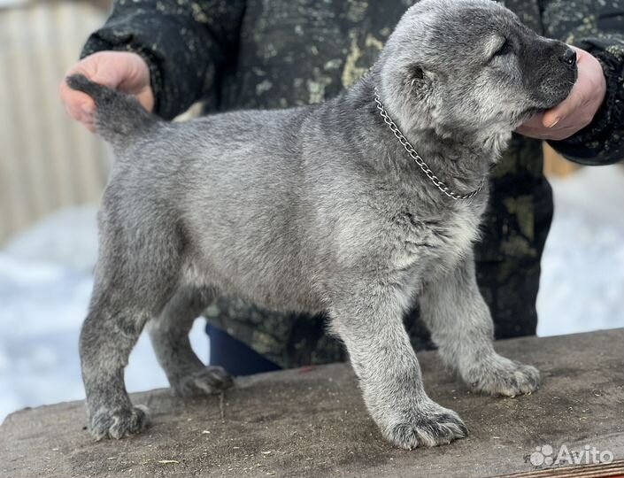 Серый Алабай из питомника Аз марал