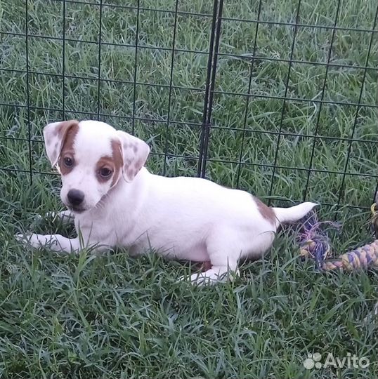 Щенки Джек рассел терьер с документами