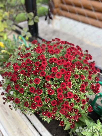 Мультифлора