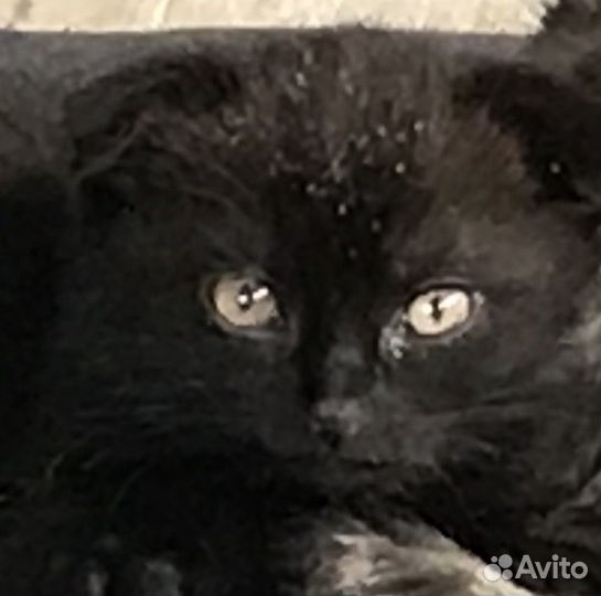 Вислоухие котята в добрые руки