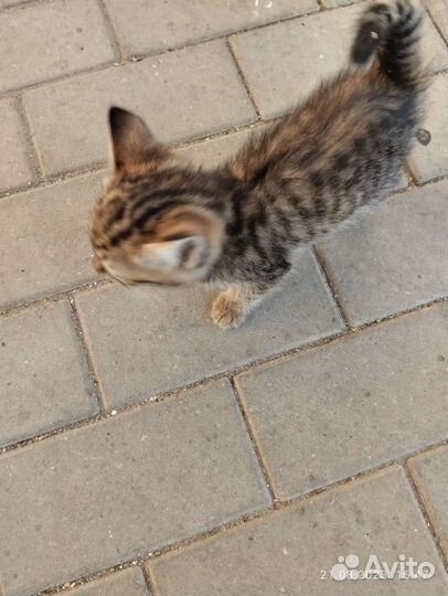 Кошка в дар бесплатно