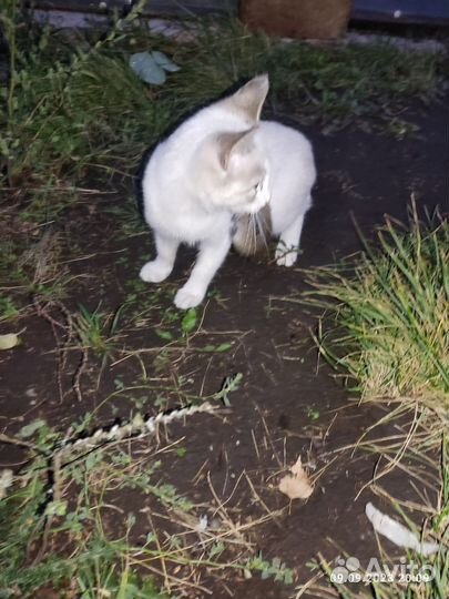 Котенок девочка мышеловка