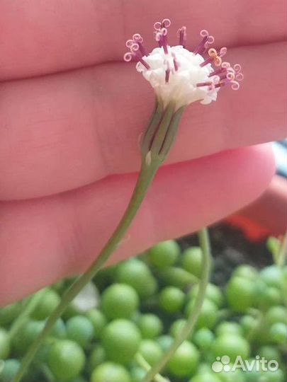 Крестовник Роули(живые бусы)