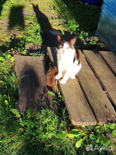 Европейская