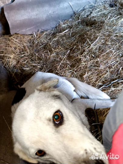 Собака в добрые руки