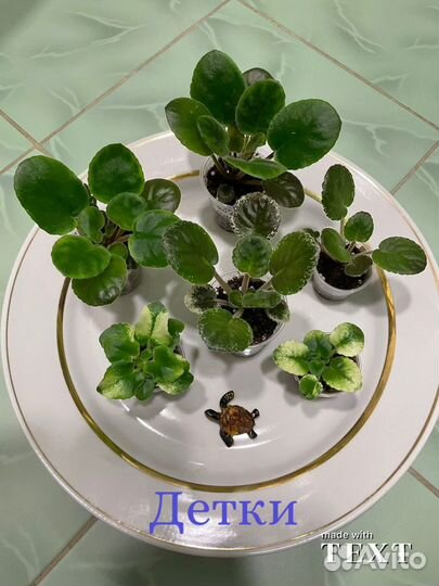 Фиалки (детки)