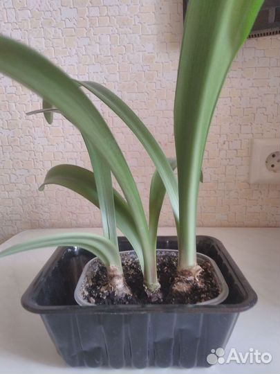 Гиппеаструм амариллис