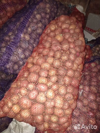 Картофель мелкий на корм животным, скотины