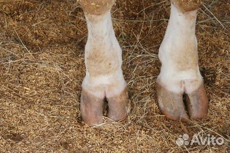 Ноги говяжьи приму