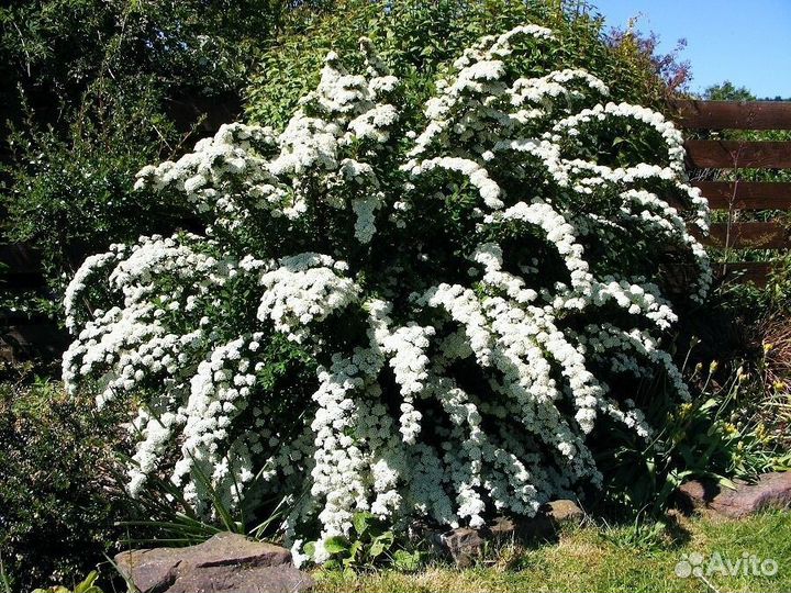 Декоративные кустарники