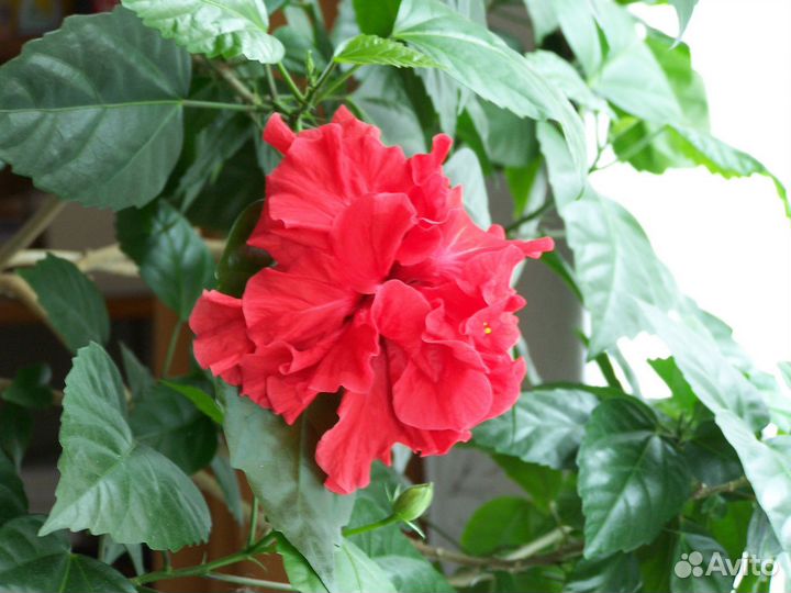 Китайская роза