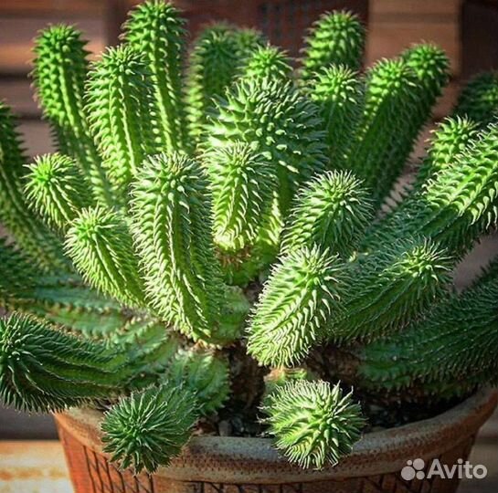 Эуфорбия сюзанна