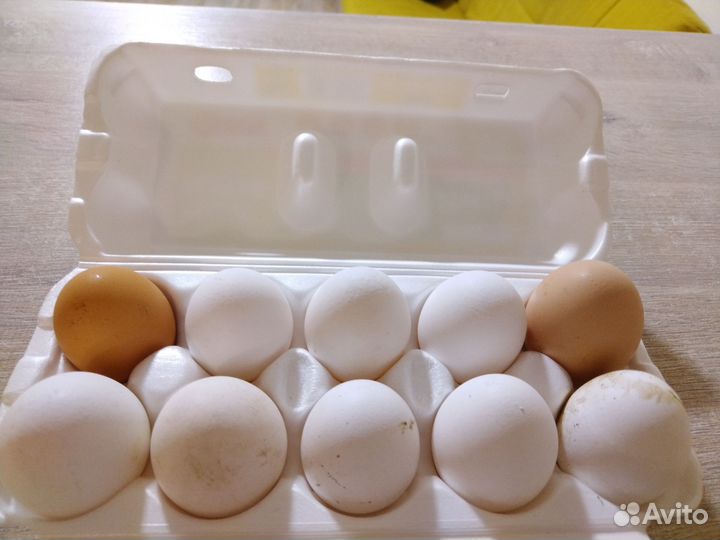 Домашние куриные яйца