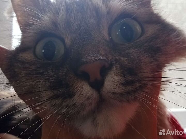 Кошка в дар бесплатно