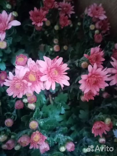 Хризантемы мультифлора