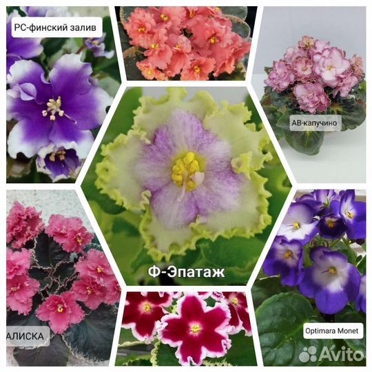 Фиалка набор