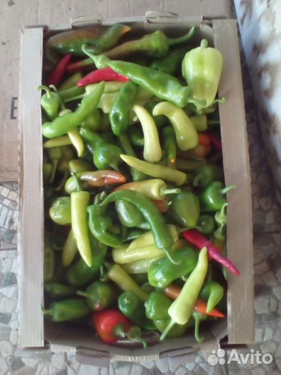 Продажа рассады томаты, перцы, огурцы 100 сортов