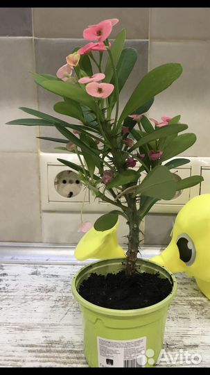 Молочай миля