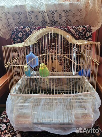 Волнистые попугаи с клеткой