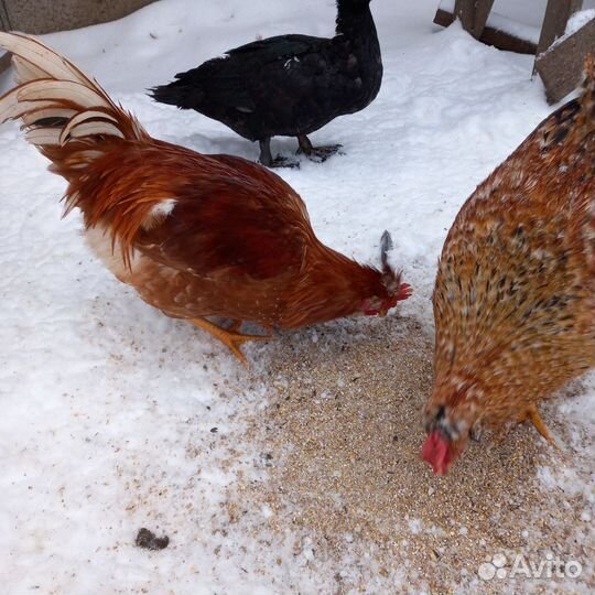 Мускусные утки тяжелые линии петушки