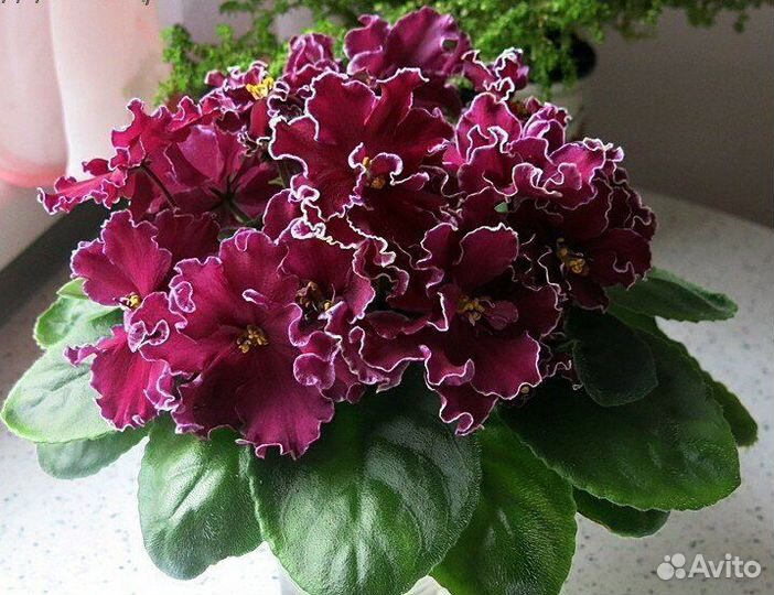 Фиалки цветущие,детки,листы,доставка