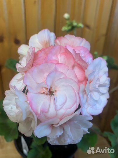 Пеларгония герань