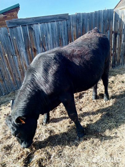 Телка 1.5 года, бык 5 месяцев