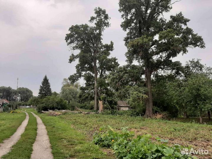Удаление,обрезка деревьев.Расчистка участков