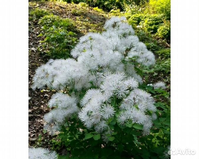 Василистник водосборолистный Album