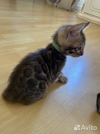 Бенгальские котята