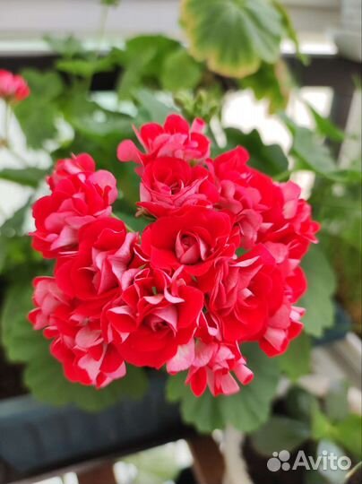 Пеларгония герань цветущая