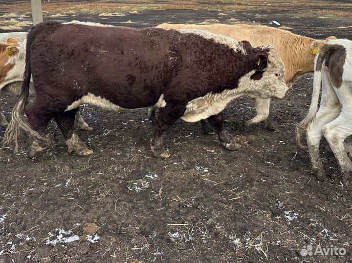 Быки Герефорд и Абердин-ангусская