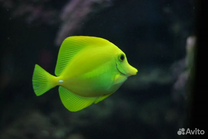 Рыбка Зебрасома Парусная желтая