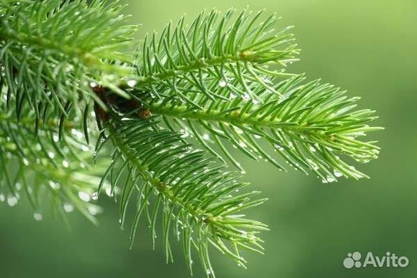 Корм для попугаев, хвоя свежая, копошилки