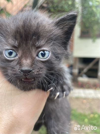 Кошка в дар