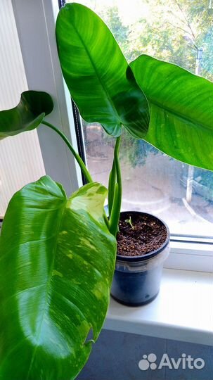 Эпипремнум,сингониум,филодендрон,монстера
