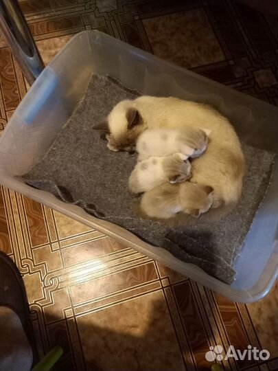 Котята