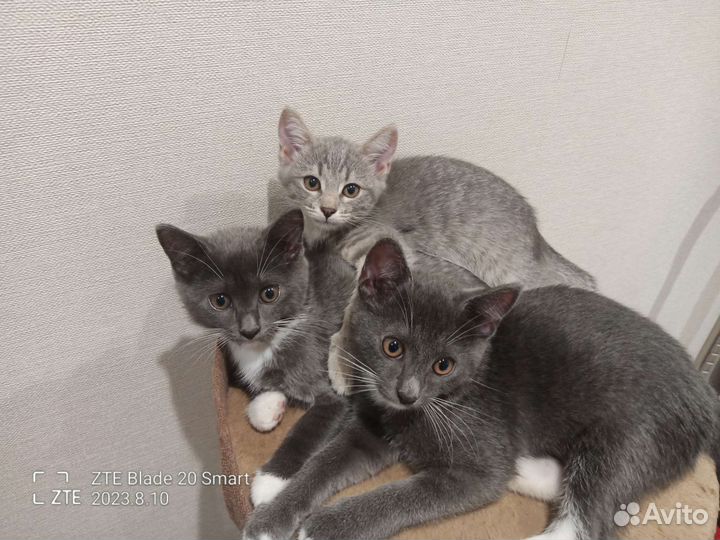 Котята в добрые руки