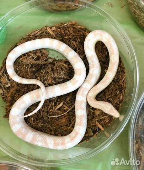 Передержка домашних животных