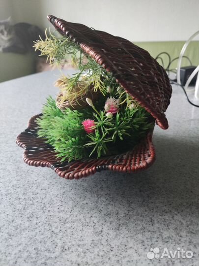 Композиция в виде ракушке